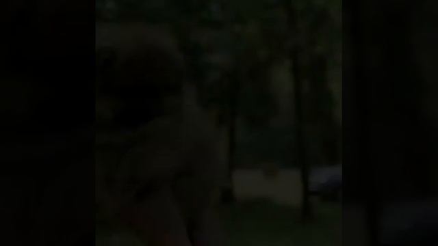 Щинки как дети они прелесть