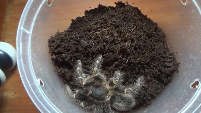 Grammostola Pulchripes - Feeding Clip