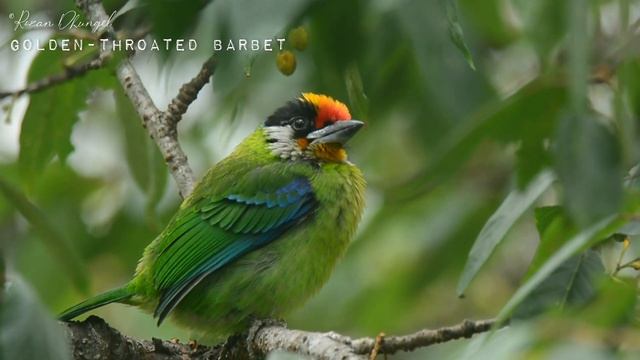 Golden-throated Barbet (Psilopogon franklinii) #sikkim #birds #share #subscribe #nature #barbet
