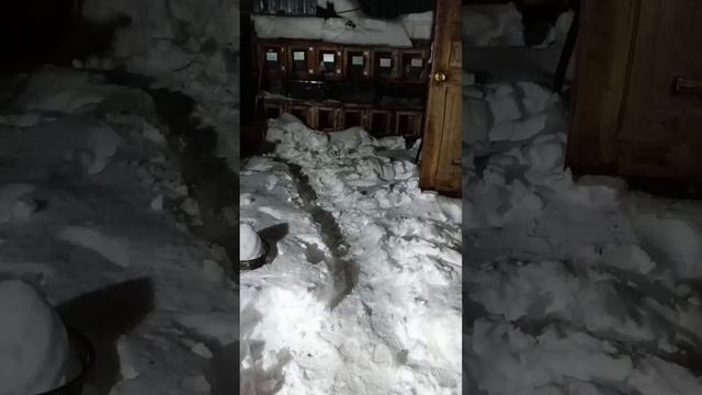 Кролики . ПРОВАЛ ЭКСПЕРИМЕНТА