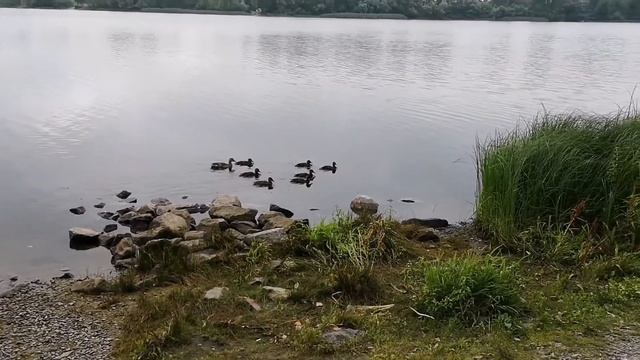 Мама качка та маленькі каченятка😍Mother duck and little ducklings