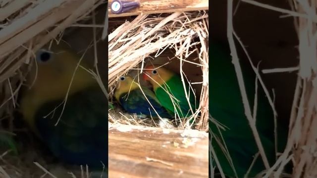 opaline breeding pair of African lovebird 🐣 #shorts