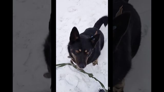 Милли