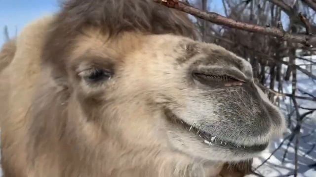 Еще видео с отдыхающими верблюдами в Плейстоценовом парке апрель 2024