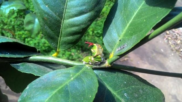 Papilio Demoleus Mature Larva Defense Tactics