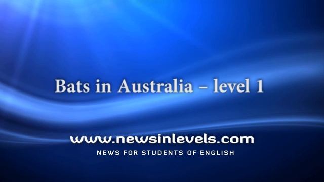 Bats in Australia – level 1