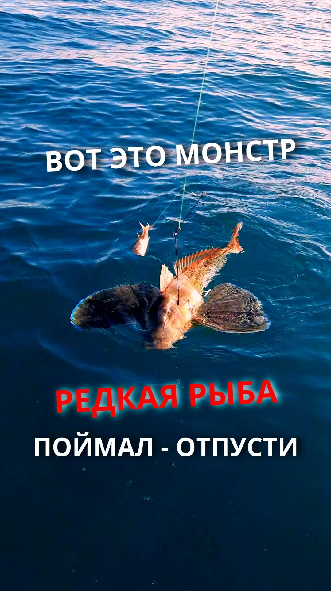 Поймал морского монстра, а он оказался редкой рыбой.