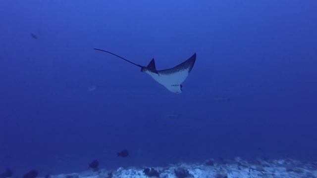 Mantas and More, Medhufushi, Maldives, working @WernerLau #sharks #eagleray