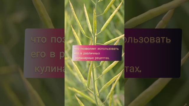 рапсовое масло .mp4