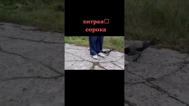 ПРИКОЛ