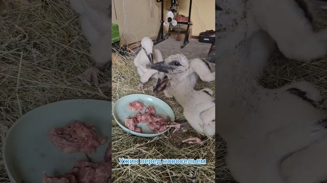 #брестскийаист #birds #stork #животные #брест #animals #аист #короткиевидео