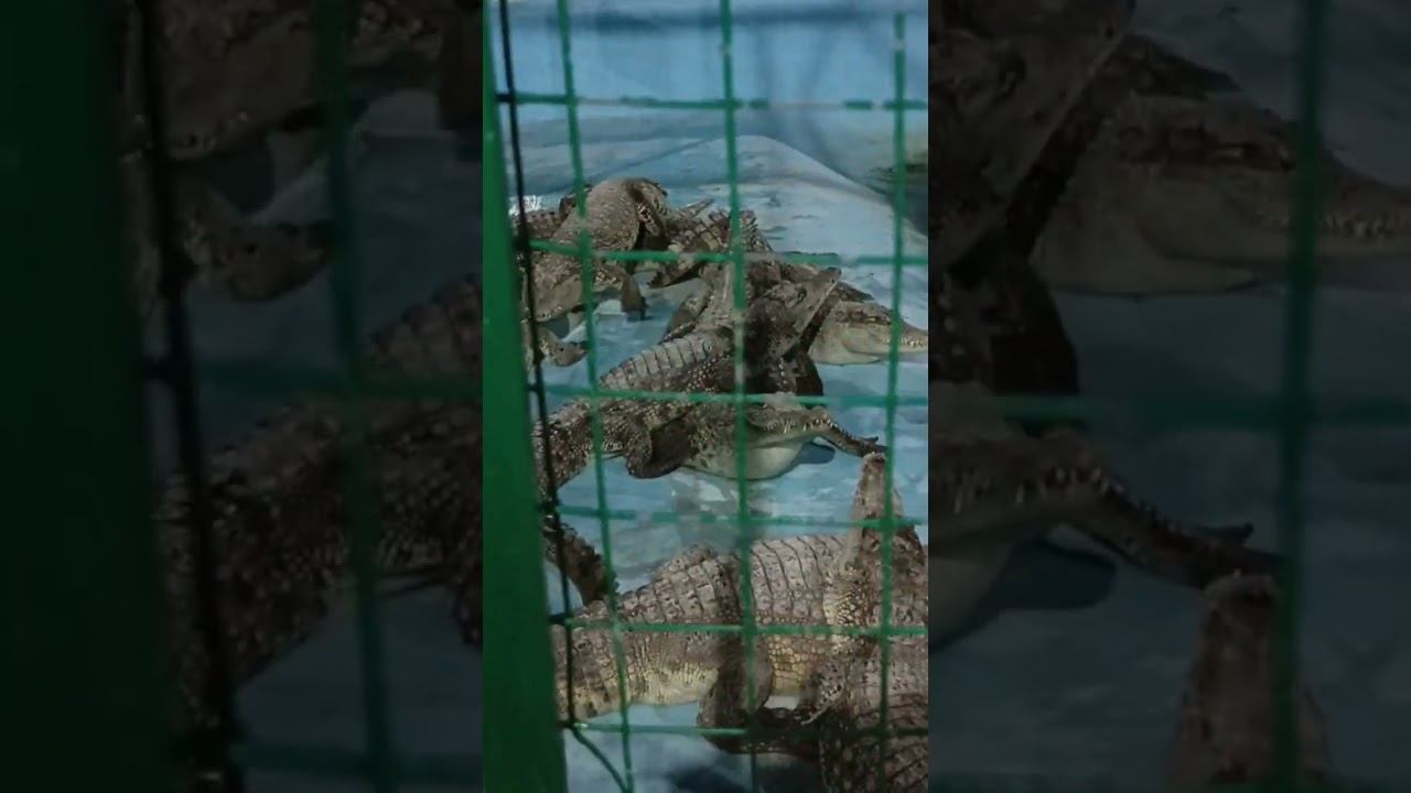 crocodiles