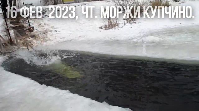 16 февраля 2023 чт моржи купчино прорубь