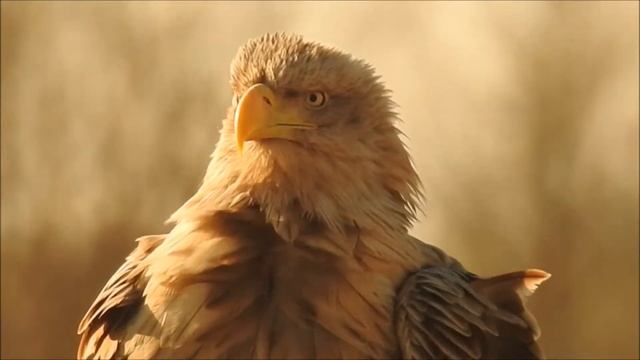 White-tailed Eagle (Haliaeetus albicilla) - belorepec