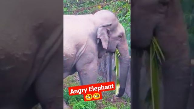 Angry Elephant Breaking Wall | Funny Elephant Video | #Shorts #Short