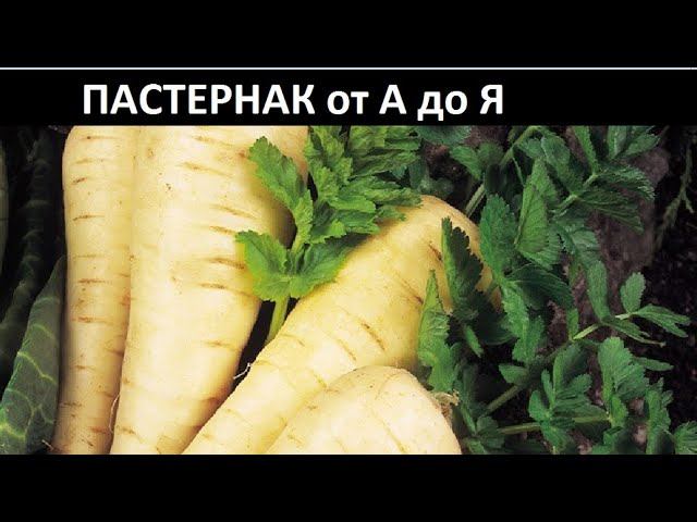 Пастернак от А до Я.