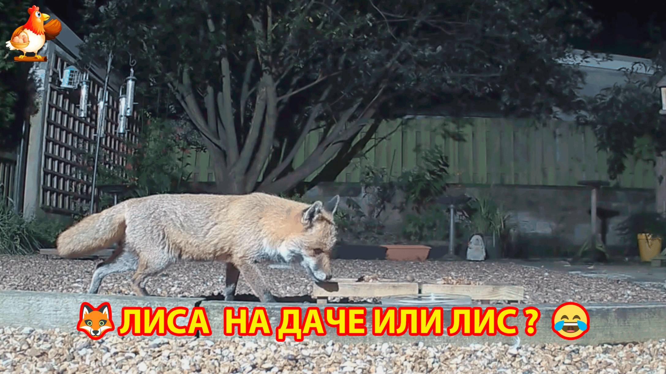 Лиса на даче или лис в качестве домашнего питомца кушает по ночам 🦊😂😹