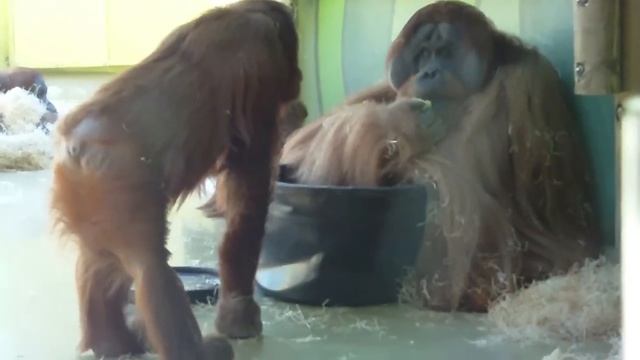 Orangutan Mating-Schimpanzee Toni 49 years old-Baby Gorilla Kajolu Munich Zoo