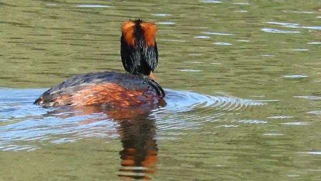 Kuifduiker / Horned Grebe - Oulu (Finland) - 25/05/2018