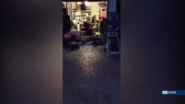 300-pound alligator found lurking in garage (Raw Footage) - DIBC News