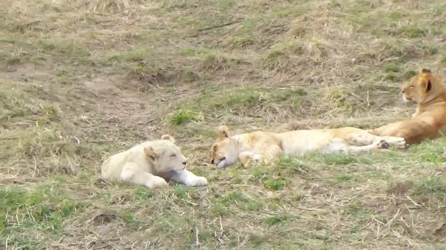 В львином прайде всё спокойно🦁🐾 ПАРК ЗЕМЛЯ ПРАЙДА 🌿