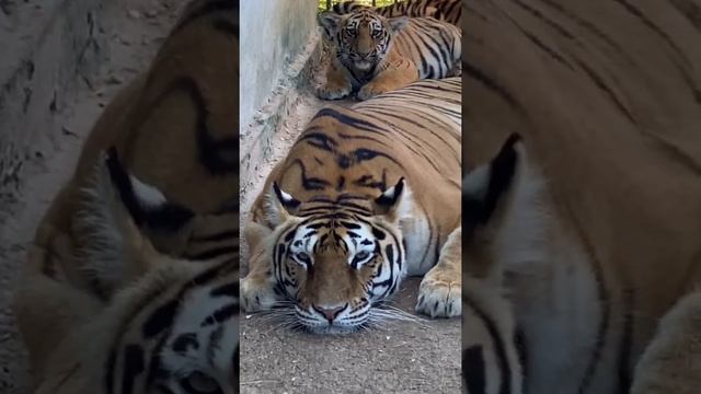 #shorts У доброй мамы-тигрицы. такие ЗЛЮКИ-ТИГРЯТА!