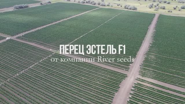 Перец Эстель F1