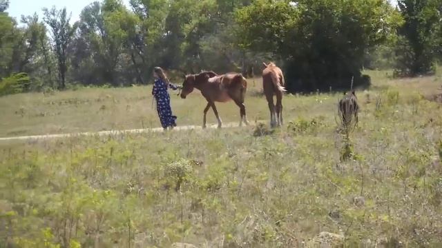 Песня " Вам и не снилось ". Слова : Рабиндраната Тагора.Музыка :Алексея Рыбникова.