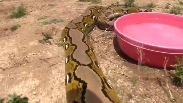 Python Anaconda FIGHT over LIVE Squirrel