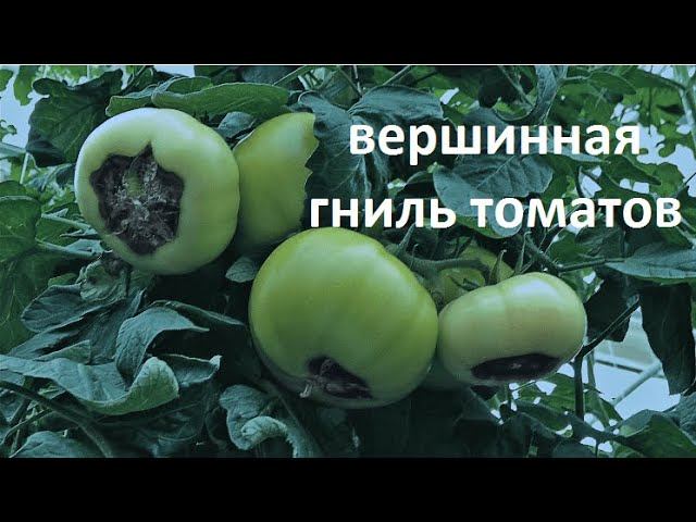 Вершинная гниль томатов.