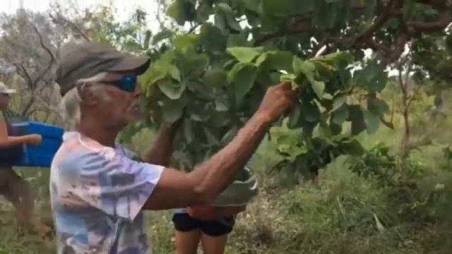 Kakadu Plum