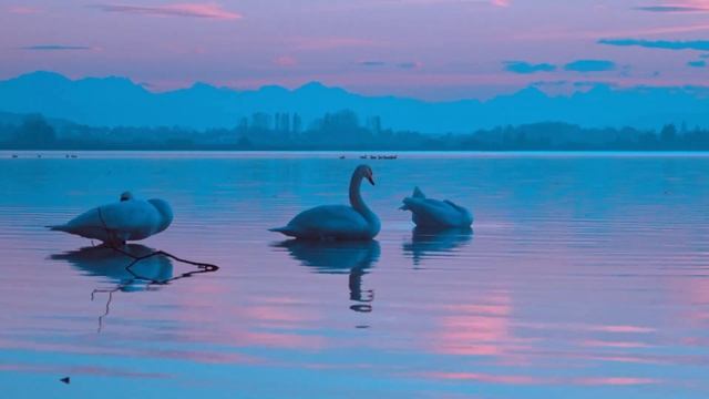 Swan Calling, Lessen Birds - Natural Birds Voice