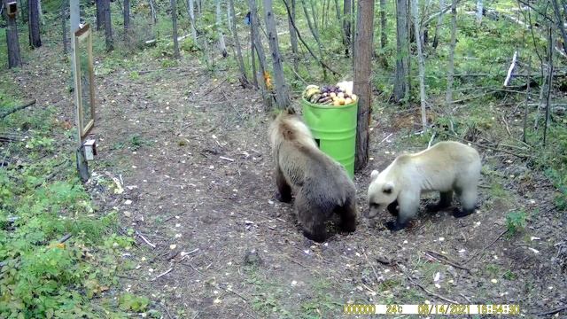 Медведи на приваде. Bears on the bait.