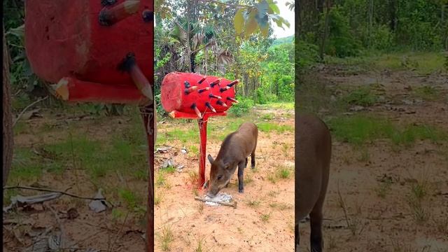 THIS AMAZING TRAP #animals #boar #wildboar #youtubeshorts #nature #wildpig #wildanimal #trapping