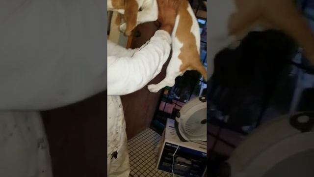 Tiny is the smallest basset hound in the word DANCING