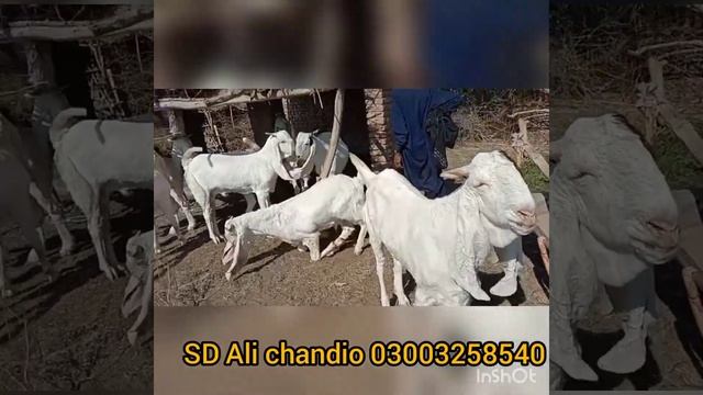 Gulabi beridar amazing video Eid 2022 ky lye for sell 22/12/2021