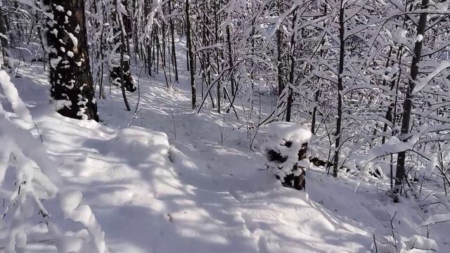 Чара и очарование зимы