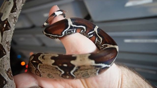 TRUE Redtail Boa Constrictor,  Anaconda Caging ,  Reptile UPDATES .. VLOG