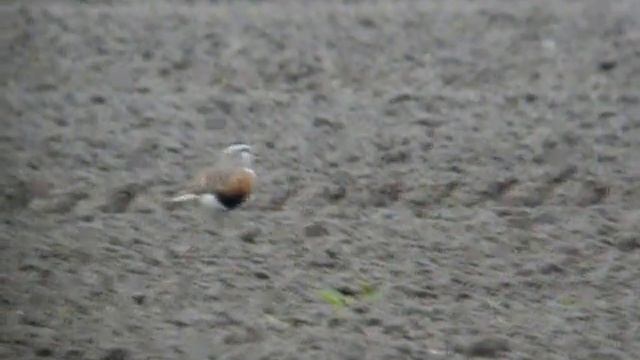 Morinelplevier, Eurasian Dotterel