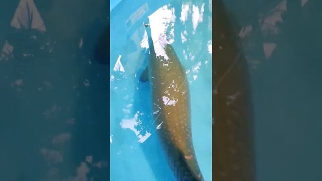 Ikan Arapaima jumbo #fishingfreaks #arapaima #fish #shorts #petstatus #food