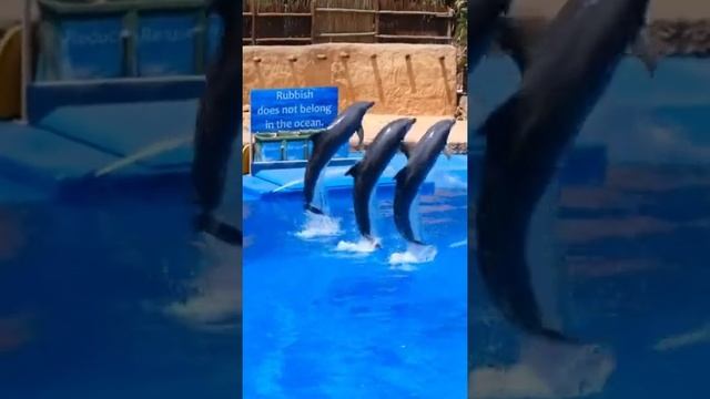 dolphin 🐬 jumping 😲😲 #shorts #viral