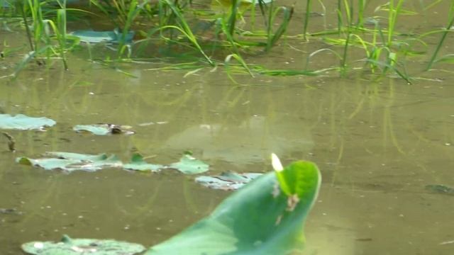 彩䴉 glossy ibis