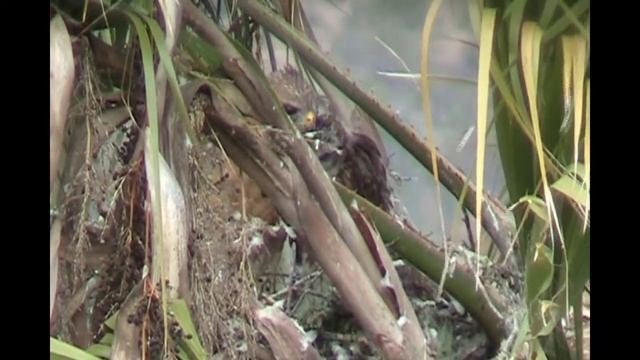 Hawk  nest & chicks in palm tree