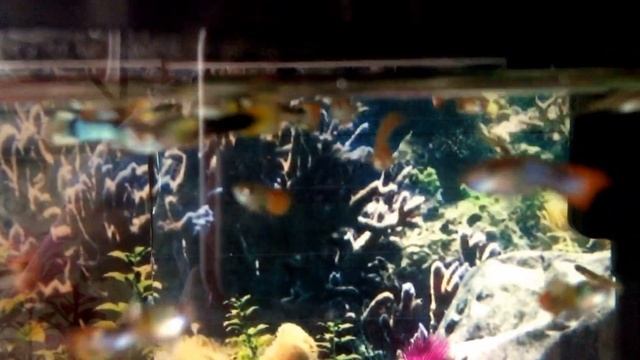 Male Guppies Black/Green, Black/ Blue, Leopard/ Orange Skins