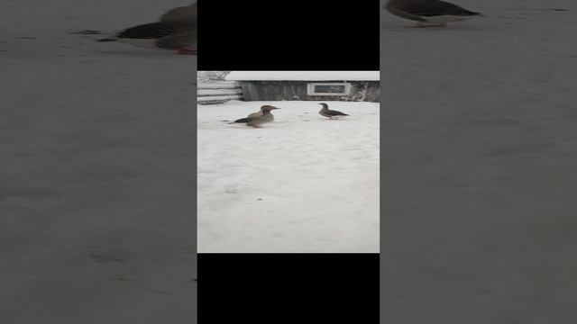 С кошечкой Лапой хлопочим по хозяйству. Куры🐔 гуси🪿 думаю довольны.