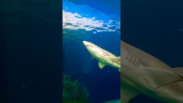 😫 THOSE TEETH !!! #shark #sharks #sharkteeth #teeth #uhoh #ohno #sharpteeth #yikes #bigfish #shorts