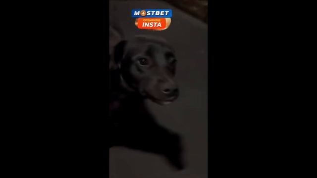 Смешные животные, над которыми невозможно Не смеяться #1