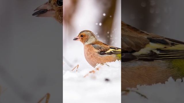 #buchfink #bird #birdphotography #animal