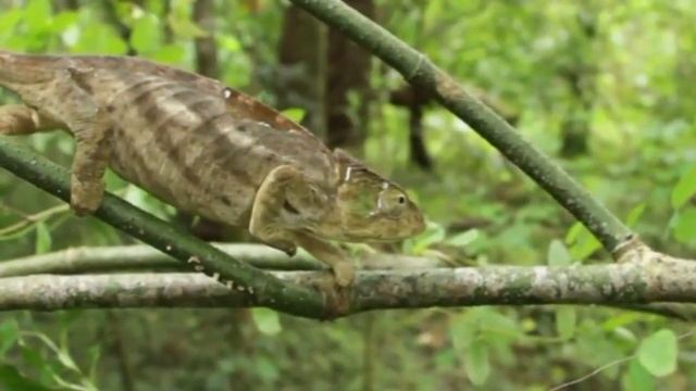 Top 4 dancing chameleons – Real dance-like chameleon movements