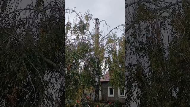 Убрал макушку на берёзе